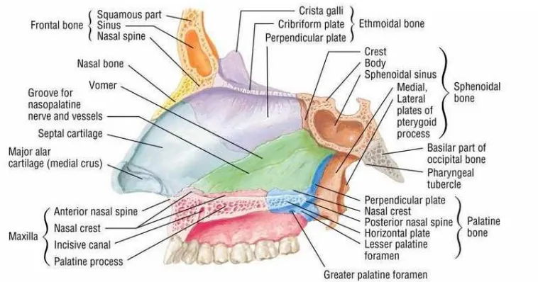 Gambar 2. Anatomi septum hidung14 