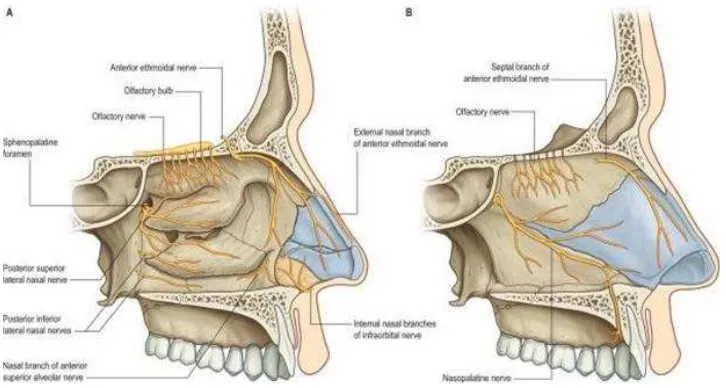 Gambar 4. Inervasi hidung14