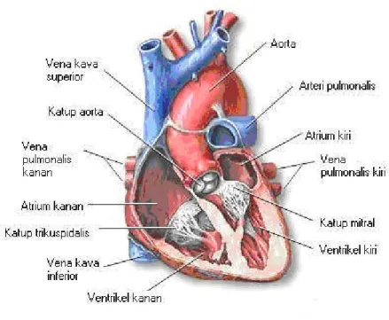 Gambar 1. Jantung.