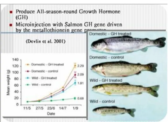 Gambar 6. Grafik Pertumbuhan Ikan Salmon Transgenik dan Non-Transgenik.