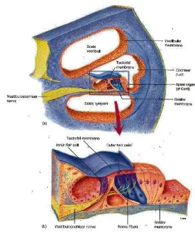 Gambar 3. Penampang koklea (gambar a) dan susunan organ Corti (gambar b) 