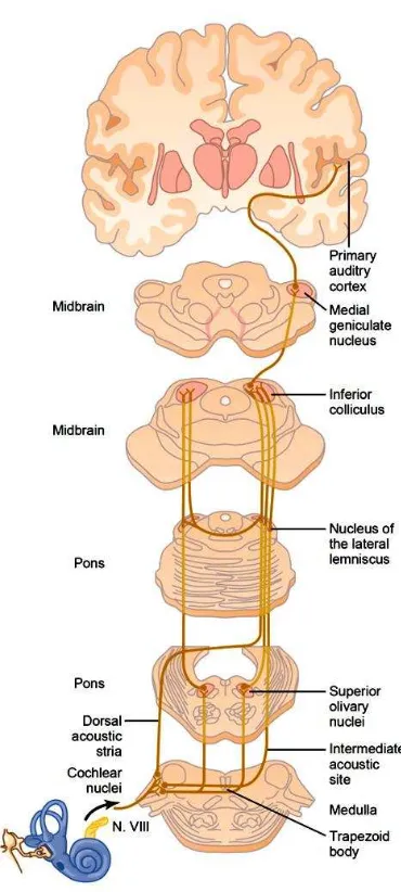Gambar 4. Jaras saraf pendengaran 