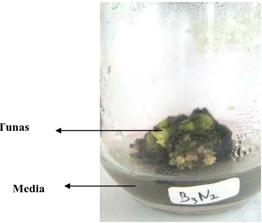 Gambar 4.3 Pembentukan tunas dari kultur bunga pisang barangan (Musa acuminata L.) pada perlakuan B3N2 