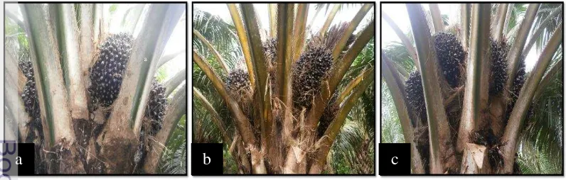 Gambar 2Perbedaan bentuk buah dan pelepah bibit kelapa sawit, a) Marihat, b)   