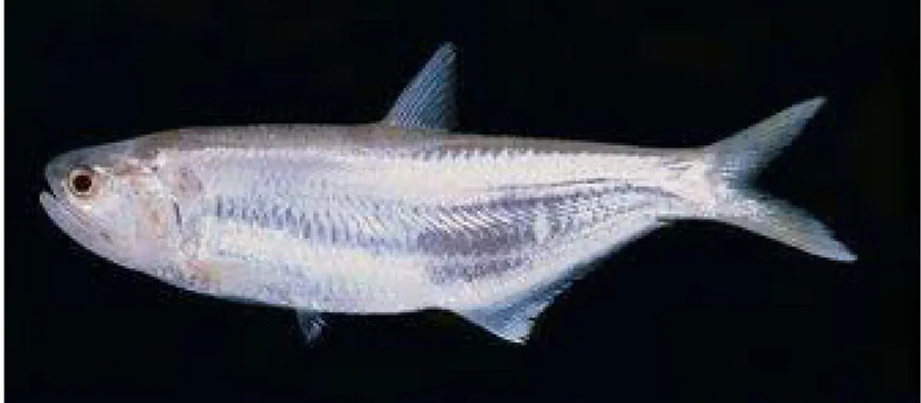 Gambar 2. Ikan bilis (T. hamiltonii, Gray 1835) 