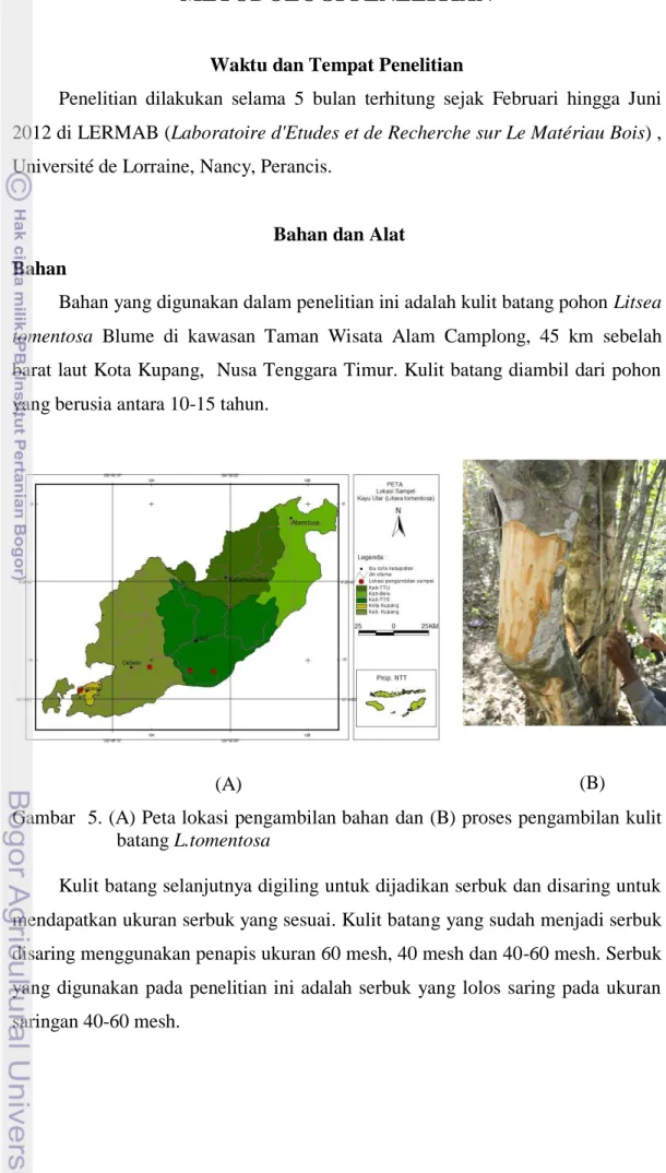 Gambar  5. (A) Peta lokasi pengambilan bahan dan (B) proses pengambilan kulit  batang L.tomentosa  