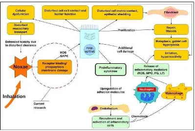 Gambar 1. Patogenesi perubahan mukosiliar hidung43