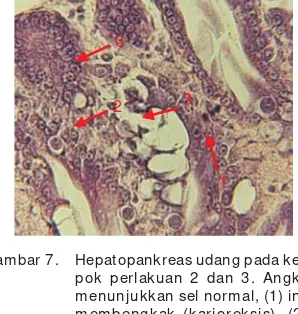 Gambar 7.Hepatopankreas udang pada kelom-pok perlakuan 2 dan 3. Angka (0)menunjukkan sel normal, (1) inti selmembengkak (karioreksis), (2) selmembengkak, warna kebiruan adahalo, (3) sel pecah, lingkaran hilangHepatopankreatic of shrimp group 2and 3