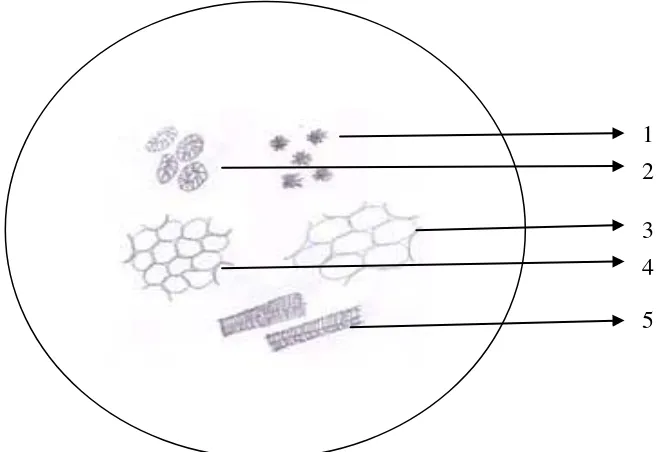 Gambar 3.1 Mikroskopik serbuk simplisia kulit buah manggis perbesaran    10x10 