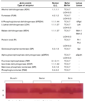 Tabel 1.Jenis enzim, protein, Table 1.buffer yang digunakan dan lokus yang teridentifikasiTypes of enzyme, protein, buffer, and locus identified in giant gouramy