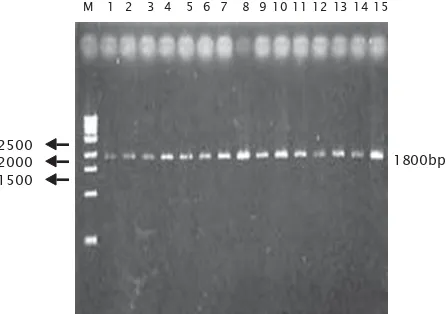 Gambar 3. Fragmen tunggal mt-DNA hasil amplifikasi PCR dari ikan tuna sirip kuning (T.albacares)Figure 3.Single band amplification of mt-DNA from yellowfin tuna, T