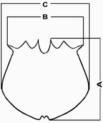 Gambar 1. Bagian-bagian tubuh rotifer yang diukur (A= panjang lorika, B= lebar lorika,dan C= lebar anteriorFigure 1.Parts of rotifer body measured (A= lorica length, B= lorica width, and C=anterior width