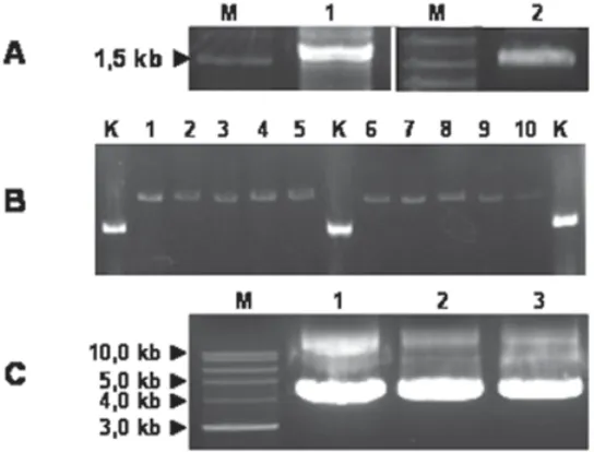 Gambar 1. (A) Elektroforesis hasil amplifikasi PCR (1) & fragmen DNA hasil isolasi darigel (2)