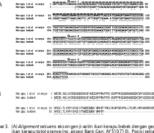 Gambar 3. (A) Alignment sekuens ekson gen β-actin ikan kerapu bebek dengan gen â-actinikan kerapu totol oranye (no