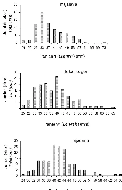 Figure 3.Gambar 3. Sebaran ukuran panjang akhir tiga strain ikan masDistribution of final standard length of three strains of common carp