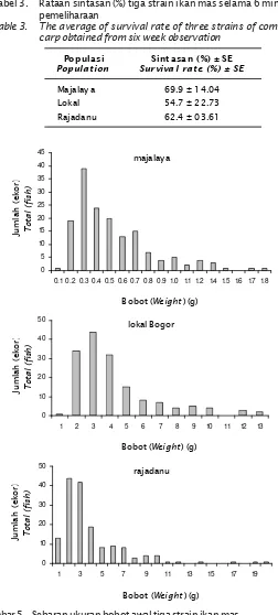 Gambar 5. Sebaran ukuran bobot awal tiga strain ikan masFigure 5.Distribution of initial weight of three strains of common carp