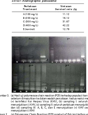 Gambar 3. (a) Hasil uji polymerase chain reaction (PCR) terhadap populasi ikan mas sesaat