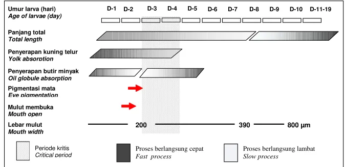 Gambar 5. Beberapa parameter perkembangan morfologi larva kerapu kertang, E. lanceolatusFigure 5.Some parameters of morphological development of king grouper larvae, E.lanceolatus