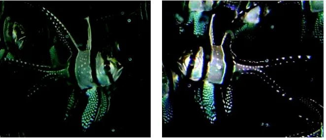 Gambar 1. Kardinal banggai (Pterapogon kauderni) jantan (kiri) dan betina (kanan)Figure 1.Banggai cardinal fish (Pterapogon kauderni) male (left) and female (right)