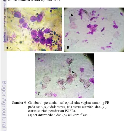 Gambar 9  Gambaran perubahan sel epitel ulas vagina kambing PE  