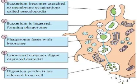 Gambar 6. Proses fagositosis-1 (Virella G) 