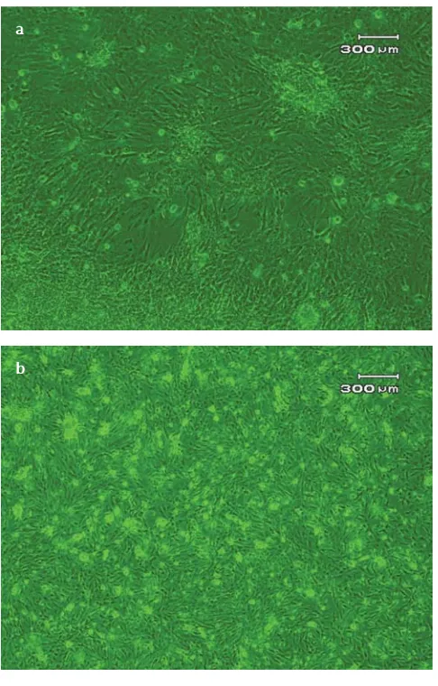 Gambar 3. Perkembangan kultur sel setelah dilakukanpencucian pada Figure 3.flask B (a) dan flask D (b)Cell culture development after washing procedureon flask B (a) and flask D (b)