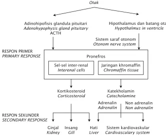 Gambar 2. Rangkaian sistem hipotalmik-pituitari-interrenal (HPI) pada ikan(Sumber: Irianto, 2005)Figure 2.Schematic of hypothalamic-pituitary-interrenal system (HPI) of fish(Source: Irianto, 2005)