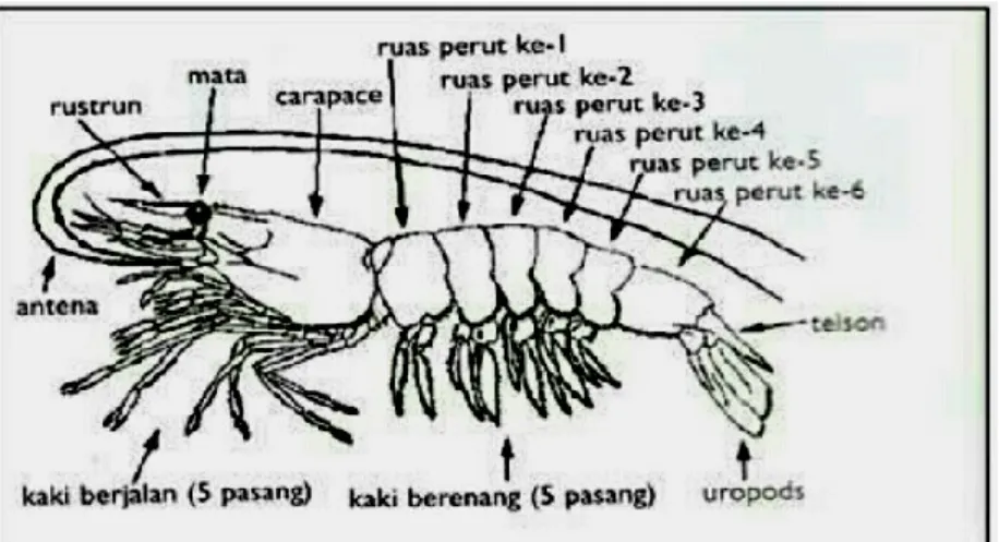 Gambar 2.1. Morfologi Udang Vaname (Haliman dan Adijaya, 2005)  2.2  Habitat dan Siklus Hidup Udang Vaname 