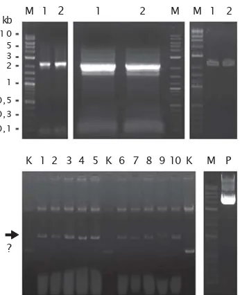 Gambar 1. Elektroforesis hasil amplifikasi PCR (gambar atas-kiri dan tengah) dan hasil purifikasiDNA dari gel (gambar atas-kanan)