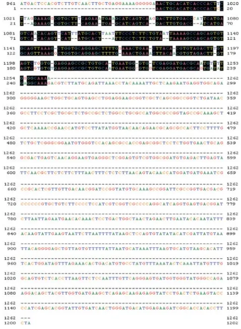 Gambar 4. Alignment sekuens DNA genomik β-aktin ikan gurami hasil sekuensing dariarah forward (atas) dan reverse (bawah)