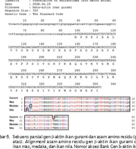 Gambar 6. Sekuens parsial gen β-aktin ikan gurami dan asam amino residu (gambaratas). Alignment asam amino residu gen β-aktin ikan gurami denganikan mas, medaka, dan ikan nila