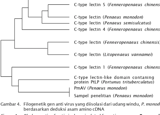 Gambar 4. Filogenetik gen anti virus yang diisolasi dari udang windu, P. monodon