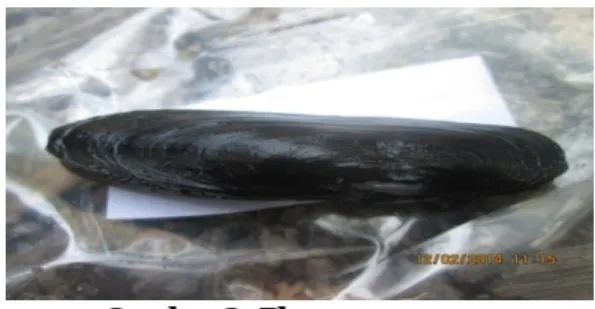 Gambar 2. Pharus sp. 