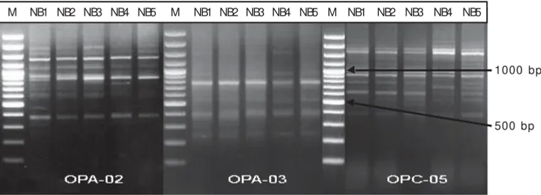 Gambar 1. Hasil amplifikasi primer OPA- 02, OPA- 03, dan OPC- 05 pada populasi BEST X  NirwanaFigure 1.Results of amplification of primers OPA-02, OPA-03, and OPC-05 in BEST X Nirwanapopulations