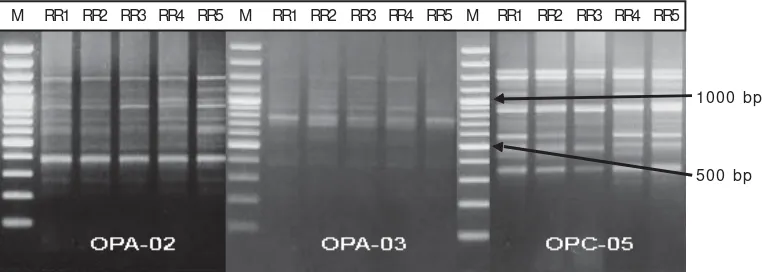 Gambar 4. Hasil amplifikasi primer OPA- 02, OPA- 03, dan OPC- 05 pada populasi BEST X BESTFigure 4.Results of amplification of primers OPA-02, OPA-03, and OPA-05 in BEST X BESTpopulations