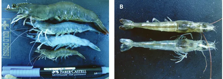 Gambar 1. Sampel udang L. vannameiFigure 1. dengan gejala warna udang putih (opaque) dankerdil (A) disertai necrosia pada ekor (B)Samples of L