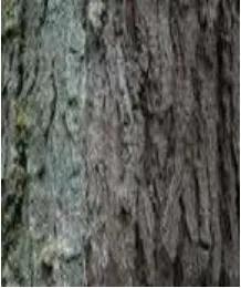 Gambar 3. Batang  Tanaman Pinus 