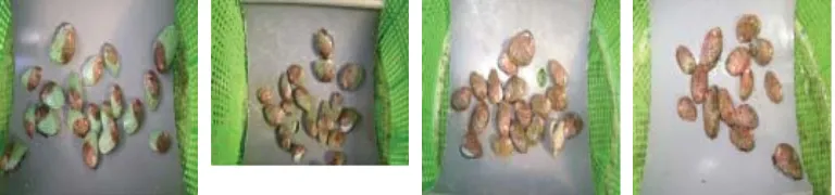 Gambar 4. Warna cangkang benih abalon H. squamata yang diberi pakan buatan (pelet) selama