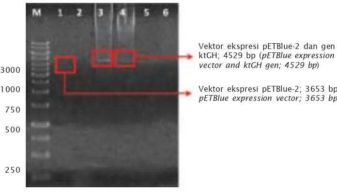 Gambar 2. Hasil elektroforesis single digestion konstruksi pBlueKNKT untuk verifikasiinsert ktGH