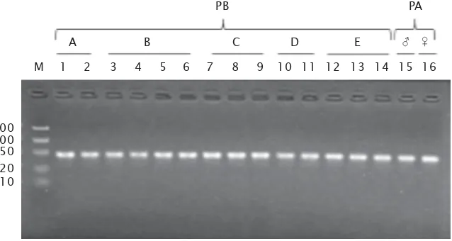 Gambar 2. Hasil amplifikasi primer Aim1 pada whole genom ikan badut hitam(Amphiprion percula)