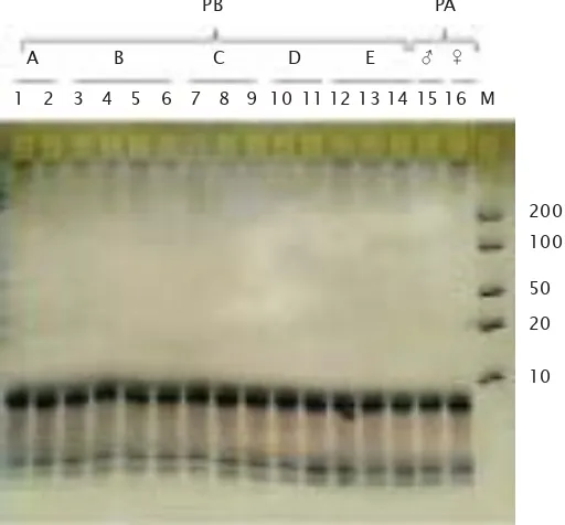 Gambar 3. Konfirmasi hasil PCR primer Aim1dengan menggunakan analisis SSCP