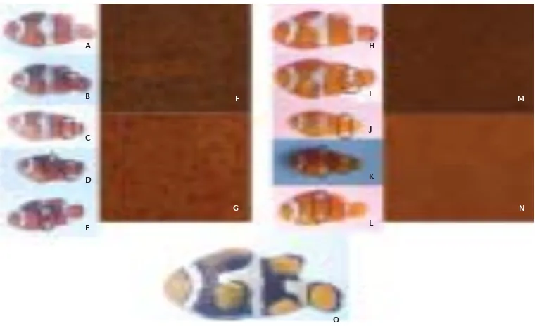 Gambar 4. Performansi pola pigmen ikan badut hitam (Amphiprion percula) selama pemeliharaan.Tingkatan pola pigmen A hingga E populasi budidaya F1 outdoor (A-E), indoor (H-L)(0,8x), dan populasi alam (O)
