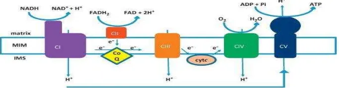 Gambar 4. Skema dari proses fosforilasi oksidatif dan kompleks enzim respirasi.Proton dipompa oleh CI,CIII, dan CIV ke ruang intermembran (IMS) sehingggamenciptakan sebuah gradien elektrokimia yang dimanfaatkan oleh ATP-sintaseuntuk menghasilkan ATP dari f