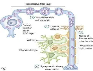 Gambar 2. Diagram sel ganglion retina. Mitokondria terakumulasi di vena nerve fiberlayer, bagian laminer dan prelaminer nervus optikus, nodus Ranvier, dan axon22