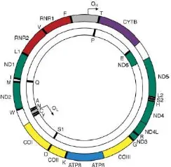 Gambar 3.  Pemetaan genom pada DNA mitokondria. Lingkaran luarrespirasi I ditunjukkan oleh warna hijau, gen yang mengkode kompleks IIImenunjukkanmerupakan gambaran Heavy strand (H), sedangkan lingkaran dalam Light Strand (L)