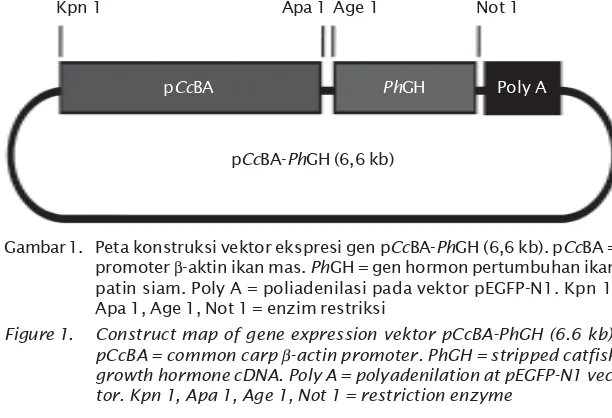 Gambar 1. Peta konstruksi vektor ekspresi gen pCcBA-PhGH (6,6 kb). pCcBA =