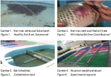 Gambar 1. Ikan mas sehat asal Sukamandi