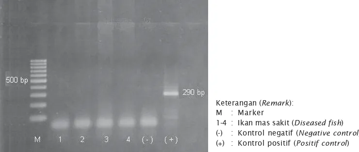 Gambar 8. Hasil uji PCR terhadap ikan mas percobaan setelah dua minggu perlakuan menun-