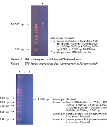Gambar 1. Elektroforegram produk isolasi DNA lele dumboFigure 1.DNA isolation products electrophoregram in African catfish