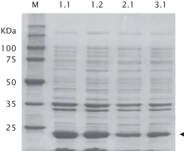 Gambar 1. Hasil analisis SDS-PAGE terhadap